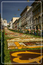 Infiorata de Genzano di Roma 2007 (370)