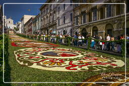 Infiorata di Genzano di Roma 2007 (371)