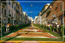 Infiorata de Genzano di Roma 2007 (379)