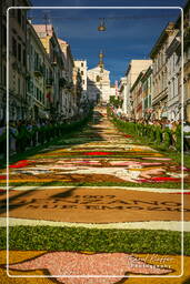 Infiorata of Genzano di Roma 2007 (382)