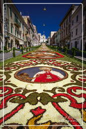 Infiorata de Genzano di Roma 2007 (412)