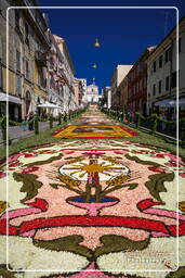 Infiorata de Genzano di Roma 2007 (418)