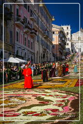 Infiorata de Genzano di Roma 2007 (438)