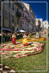 Infiorata von Genzano di Roma 2007 (449)