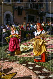 Infiorata von Genzano di Roma 2007 (450)