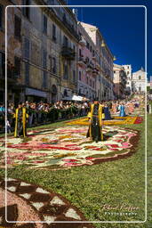 Infiorata di Genzano di Roma 2007 (454)