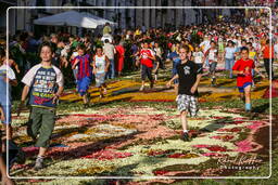 Infiorata of Genzano di Roma 2007 (509)