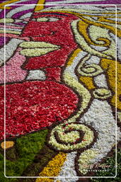 Infiorata di Genzano di Roma 2009 (585)