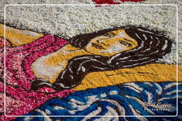 Infiorata di Genzano di Roma 2009 (589)