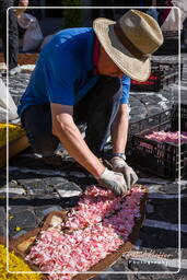 Infiorata of Genzano di Roma 2009 (601)