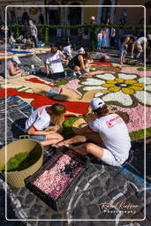 Infiorata di Genzano di Roma 2009 (612)