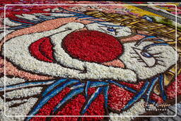 Infiorata of Genzano di Roma 2009 (616)