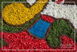 Infiorata di Genzano di Roma 2009 (618)