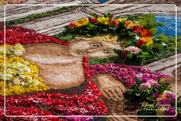 Infiorata von Genzano di Roma 2009 (659)