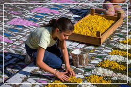 Infiorata of Genzano di Roma 2009 (662)