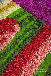 Infiorata of Genzano di Roma 2009 (671)