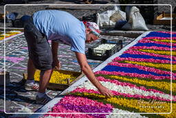 Infiorata di Genzano di Roma 2009 (677)