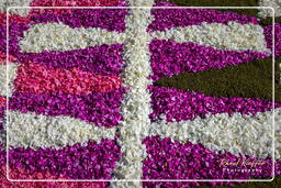 Infiorata de Genzano di Roma 2009 (678)