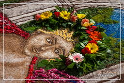 Infiorata de Genzano di Roma 2009 (688)