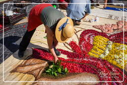 Infiorata of Genzano di Roma 2009 (689)