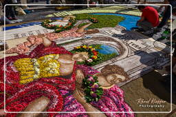 Infiorata of Genzano di Roma 2009 (691)