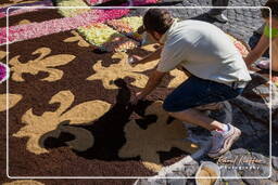 Infiorata of Genzano di Roma 2009 (699)