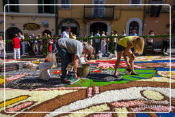 Infiorata of Genzano di Roma 2009 (702)