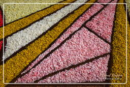 Infiorata of Genzano di Roma 2009 (705)