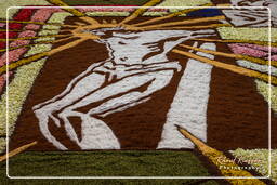 Infiorata di Genzano di Roma 2009 (728)