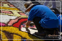 Infiorata de Genzano di Roma 2009 (748)