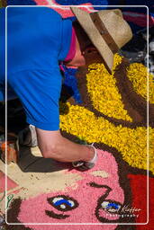 Infiorata de Genzano di Roma 2009 (753)