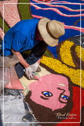 Infiorata de Genzano di Roma 2009 (757)