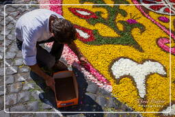 Infiorata of Genzano di Roma 2009 (801)