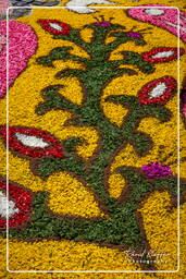 Infiorata of Genzano di Roma 2009 (802)