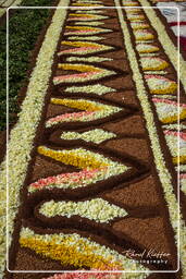 Infiorata de Genzano di Roma 2009 (812)