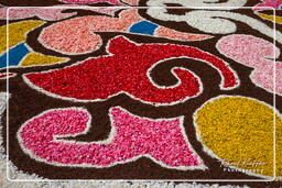 Infiorata di Genzano di Roma 2009 (816)