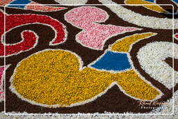 Infiorata di Genzano di Roma 2009 (817)