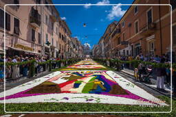 Infiorata di Genzano di Roma 2009 (828)