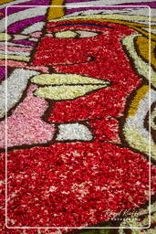 Infiorata di Genzano di Roma 2009 (833)