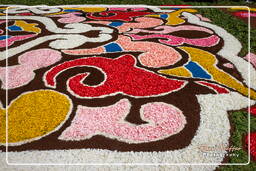 Infiorata von Genzano di Roma 2009 (841)