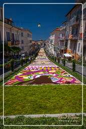 Infiorata of Genzano di Roma 2009 (863)