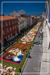 Infiorata de Genzano di Roma 2009 (868)