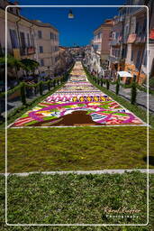 Infiorata di Genzano di Roma 2009 (883)