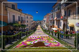 Infiorata de Genzano di Roma 2009 (886)