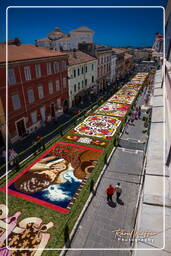 Infiorata di Genzano di Roma 2009 (887)