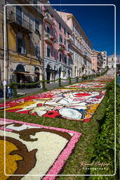 Infiorata of Genzano di Roma 2009 (902)