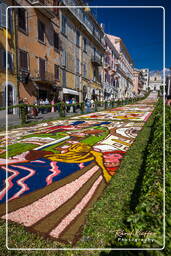 Infiorata von Genzano di Roma 2009 (904)