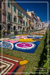 Infiorata of Genzano di Roma 2009 (907)