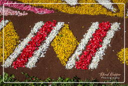 Infiorata of Genzano di Roma 2009 (918)