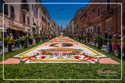 Infiorata von Genzano di Roma 2010 (1003)